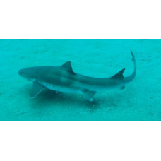 Banded houndshark