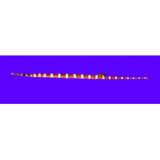 Banded pipefish