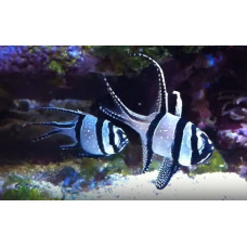 Banggai cardinalfish