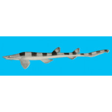 Barbelthroat carpetshark