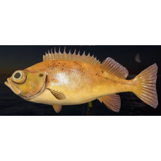Beaked redfish