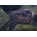 Bering wolffish