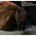 Bering wolffish