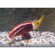 Bicolor goatfish