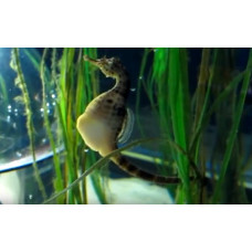 Big-belly seahorse