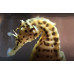 Big-belly seahorse