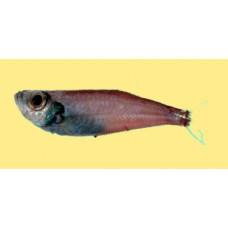 Big-headed deepsea herring