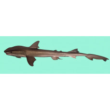 Bigeye houndshark