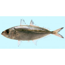 Bigeye scad