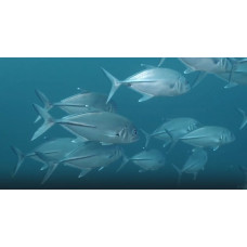 Bigeye trevally