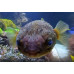 Birdbeak burrfish