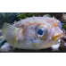 Birdbeak burrfish