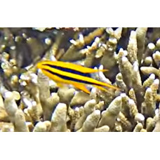 Black-and-gold chromis