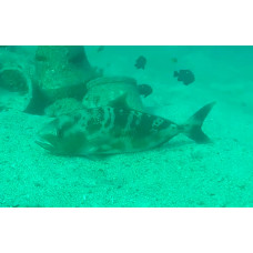 Black-banded trevally