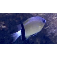 Black-bar chromis