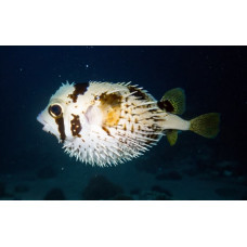 Black-blotched porcupinefish Black-blotched porcupinefish