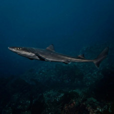 Black dogfish