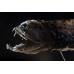 Black dragonfish