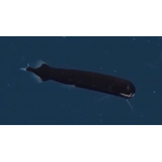 Black dragonfish
