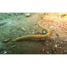 Black-striped pipefish