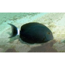 Black surgeonfish