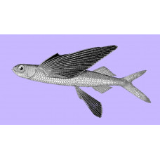 Black wing flyingfish