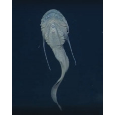 Blackhead strainer snailfish
