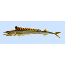 Blacksail snake mackerel