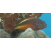 Blackside hawkfish