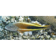 Blackside hawkfish