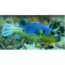 Blackspotted puffer