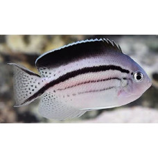 Blackstriped angelfish