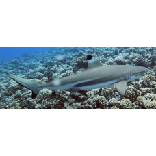 Blacktip reef shark