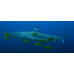 Blacktip reef shark