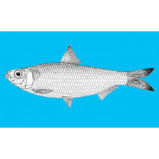 Blacktip sardinella