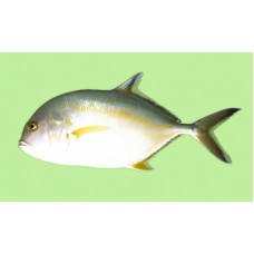 Blacktip trevally