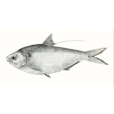 Bloch's gizzard shad