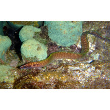 Blotch-necked moray eel