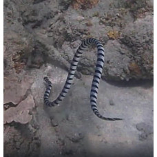 Blue-lipped sea krait