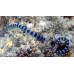 Blue-lipped sea krait