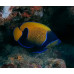 Bluegirdled angelfish