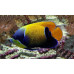 Bluegirdled angelfish