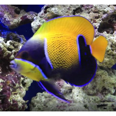 Bluegirdled angelfish