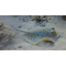 Bluespotted ribbontail ray