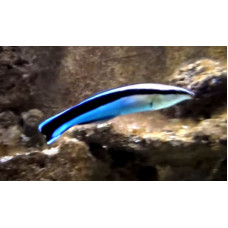 Bluestreak cleaner wrasse