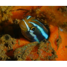 Bluestriped fangblenny