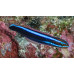 Bluestriped fangblenny