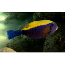 Bluetail trunkfish