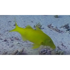 Blunt-snouted mullet Blunt-snouted mullet