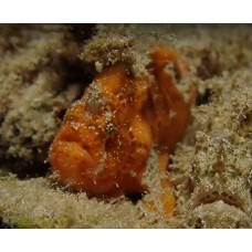 Brackish water frogfish